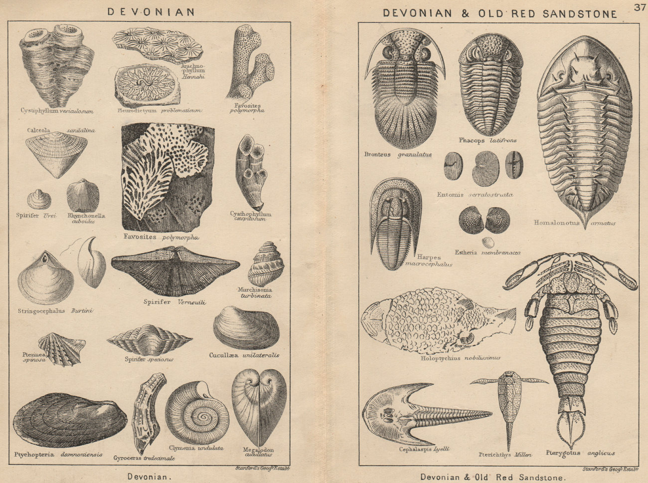 Associate Product BRITISH FOSSILS. Devonian. Devonian & Old Red Sandstone. STANFORD 1913 print