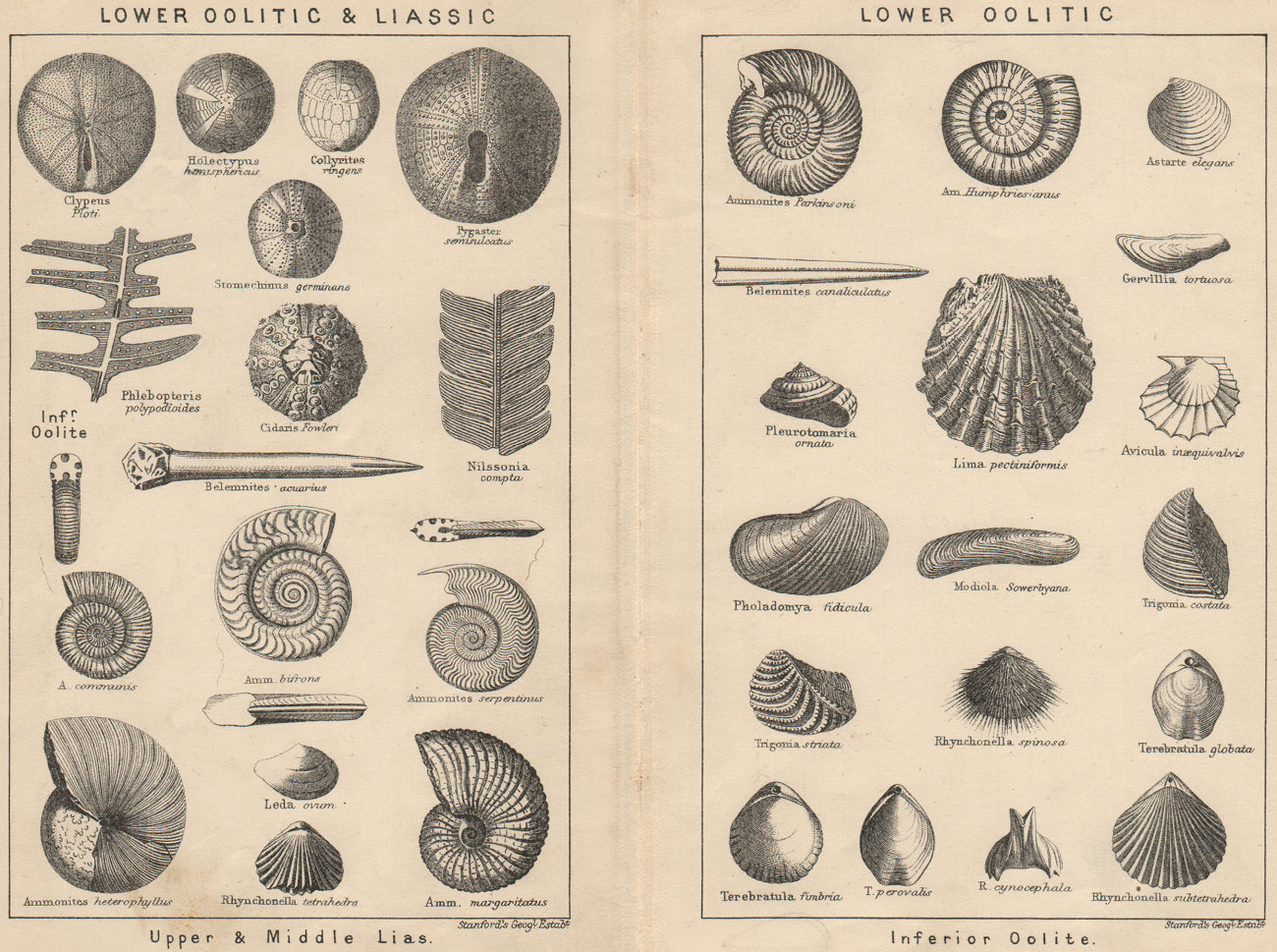 Associate Product BRITISH FOSSILS. Lower Oolitic & Liassic. Lower Oolitic. STANFORD 1913 print
