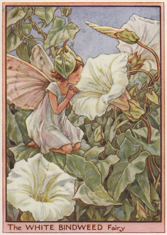 Associate Product White Bindweed Fairy by Cicely Mary Barker. Wayside Flower Fairies c1948 print