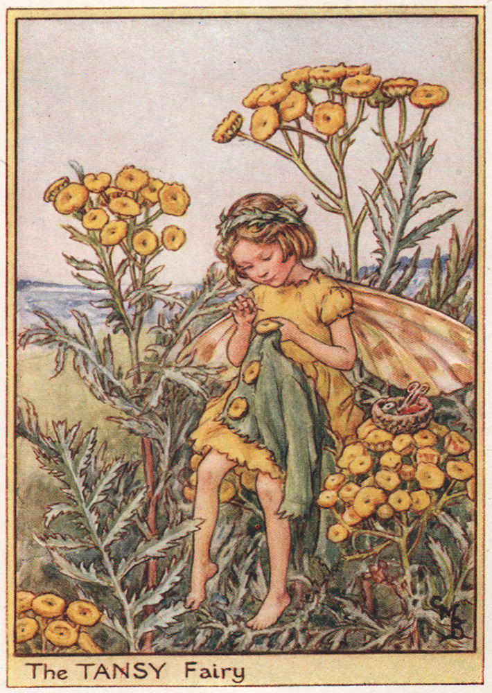 Associate Product Tansy Fairy by Cicely Mary Barker. Wayside Flower Fairies c1948 old print