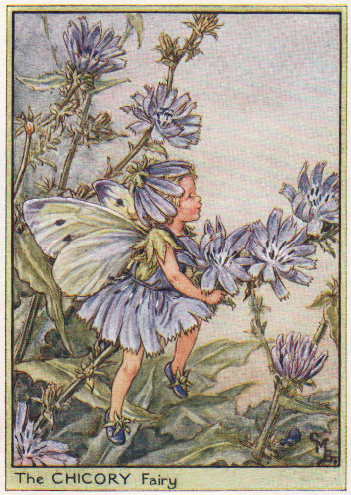 Chicory Fairy by Cicely Mary Barker. Wayside Flower Fairies c1948 old print