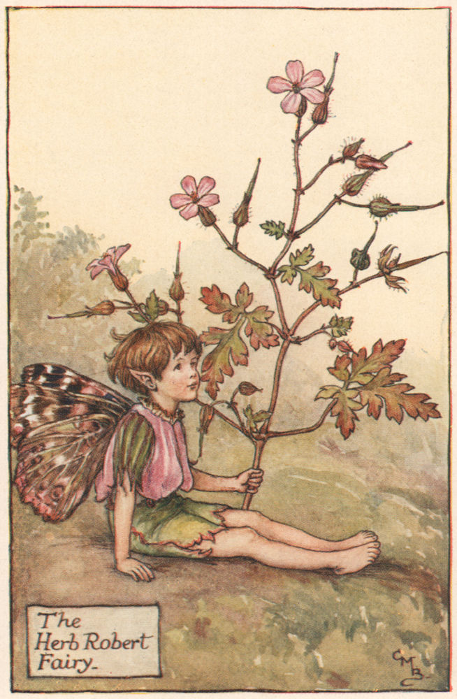 Herb Robert Fairy by Cicely Mary Barker. Summer Flower Fairies c1935 old print