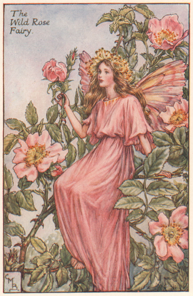 Wild Rose Fairy by Cicely Mary Barker. Summer Flower Fairies c1935 old print
