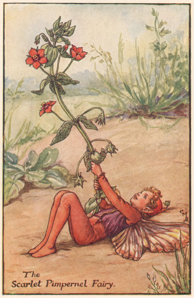 Associate Product Scarlet Pimpernel Fairy by Cicely Mary Barker. Summer Flower Fairies c1935