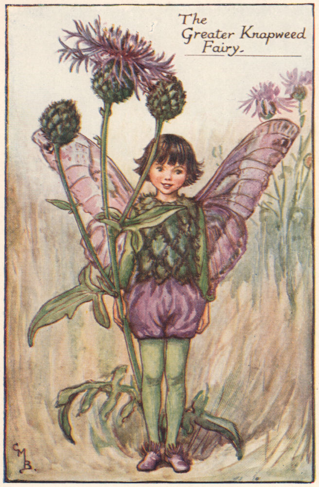 Associate Product Greater Knapweed Fairy by Cicely Mary Barker. Summer Flower Fairies c1935