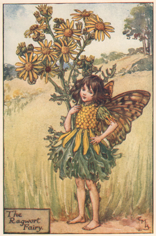 Associate Product Ragwort Fairy by Cicely Mary Barker. Summer Flower Fairies c1935 old print