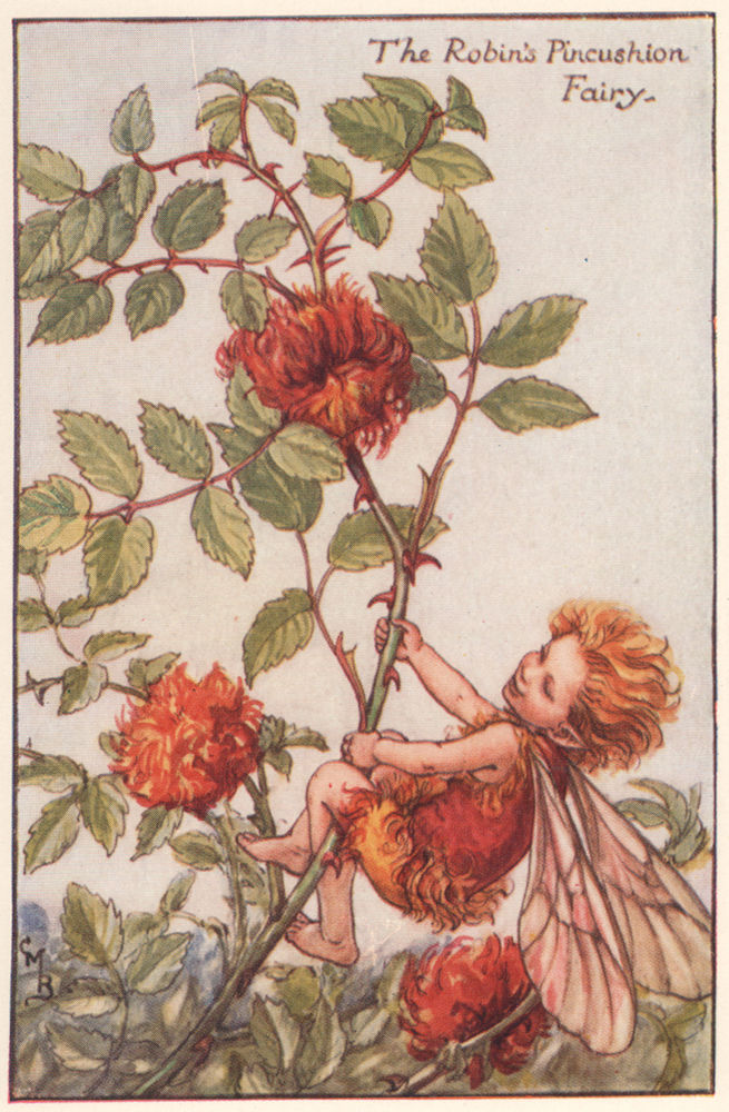 Associate Product Robin's Pincushion Fairy by Cicely Mary Barker. Autumn Flower Fairies c1935