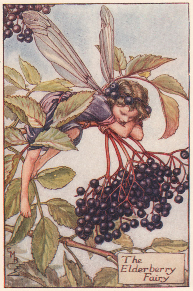 Associate Product Elderberry Fairy by Cicely Mary Barker. Autumn Flower Fairies c1935 old print