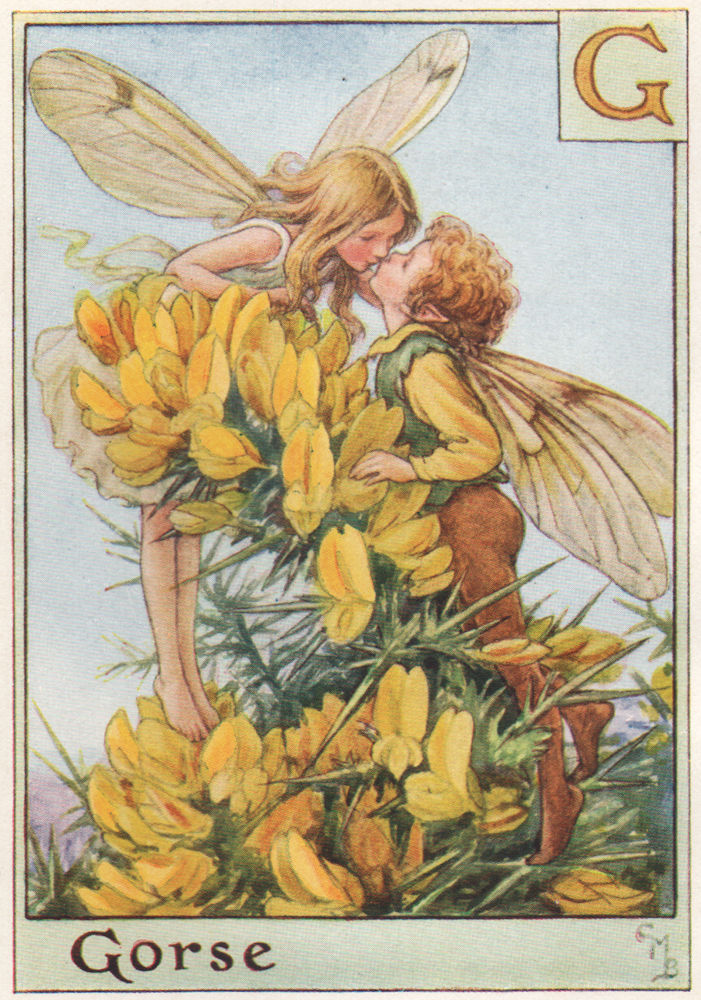 G = Gorse Fairy by Cicely Mary Barker. Alphabet Flower Fairies c1934 old print