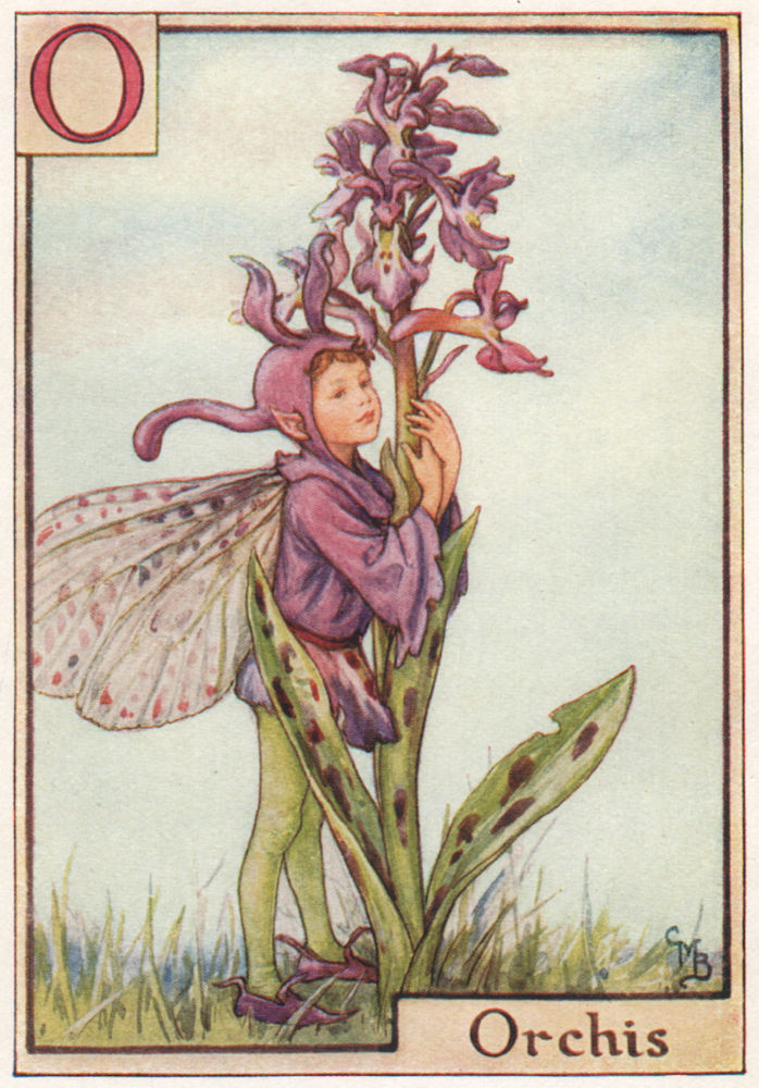 Associate Product O = Orchis Fairy by Cicely Mary Barker. Alphabet Flower Fairies c1934 print
