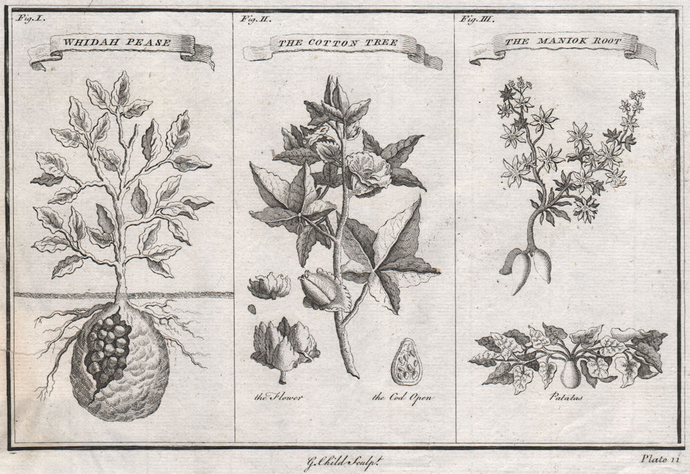 Associate Product WEST AFRICAN PLANTS. Whydah Pease, The Cotton Tree, The Maniok Root 1746 print