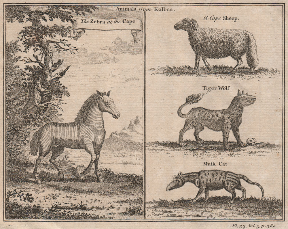 SOUTH AFRICAN MAMMALS. Zebra. Cape Sheep. 'Tiger Wolf'. Musk Cat. KOLBEN 1746