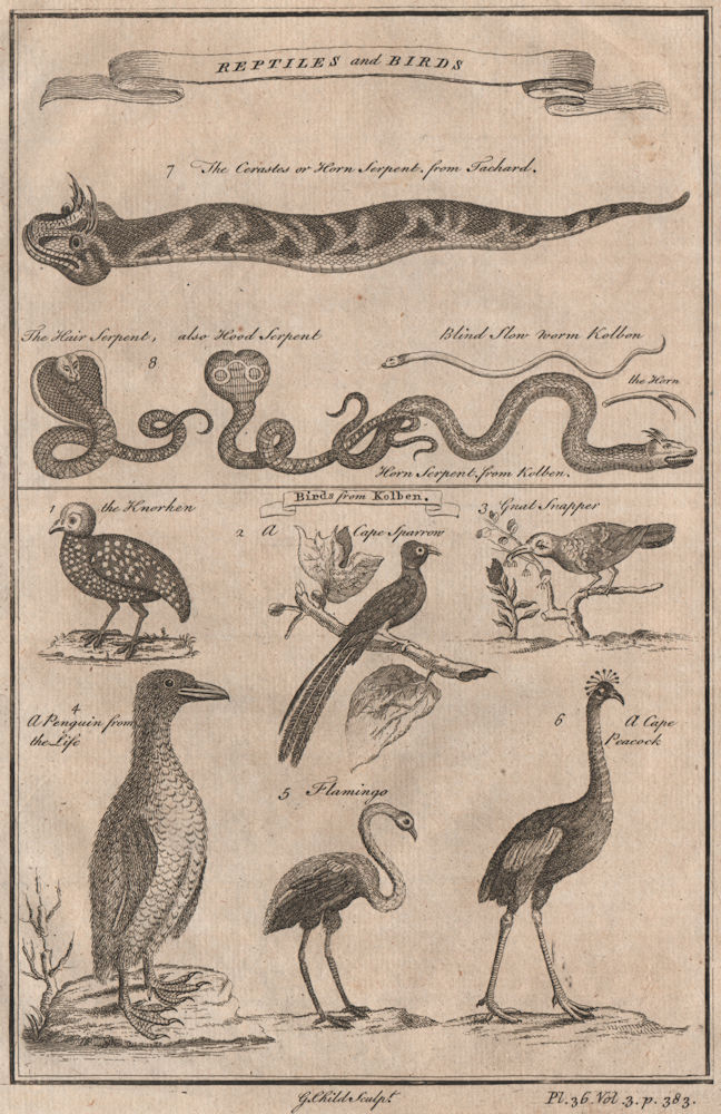 Associate Product AFRICA. 'Reptiles & Birds'. Snakes Cerastes Hair/hood/horn serpents. CHILD 1746