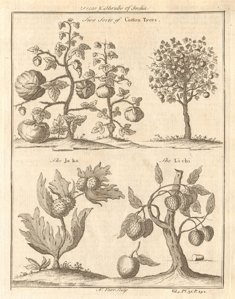 Associate Product CHINA. 'Trees & Shrubs of India'. Cotton Trees. Ja ka. Li chi [Lychee] 1746