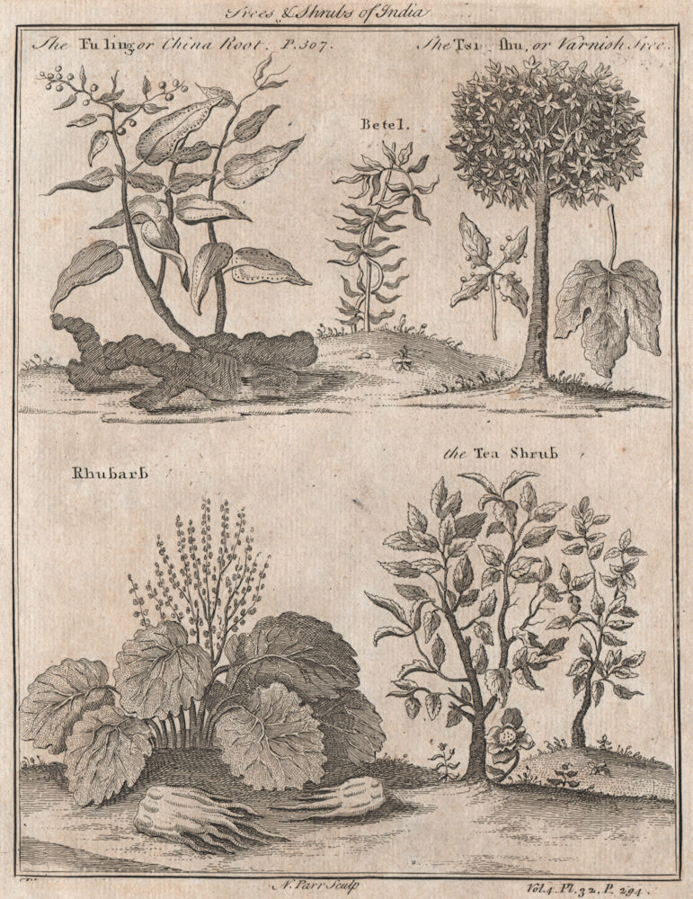 Chinese shrubs. Fu ling/China Root Tsing Shu/Varnish tree Rhubarb Tea plant 1746