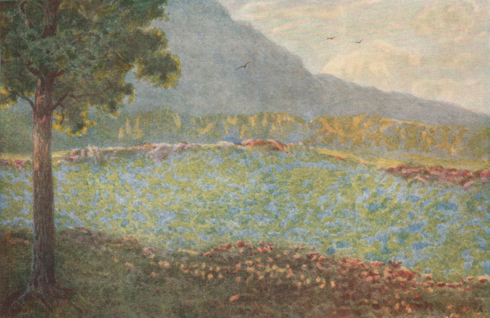 Blue Hydrangeas at Groote Schuur, Cape Town, by William Westhofen 1910 print