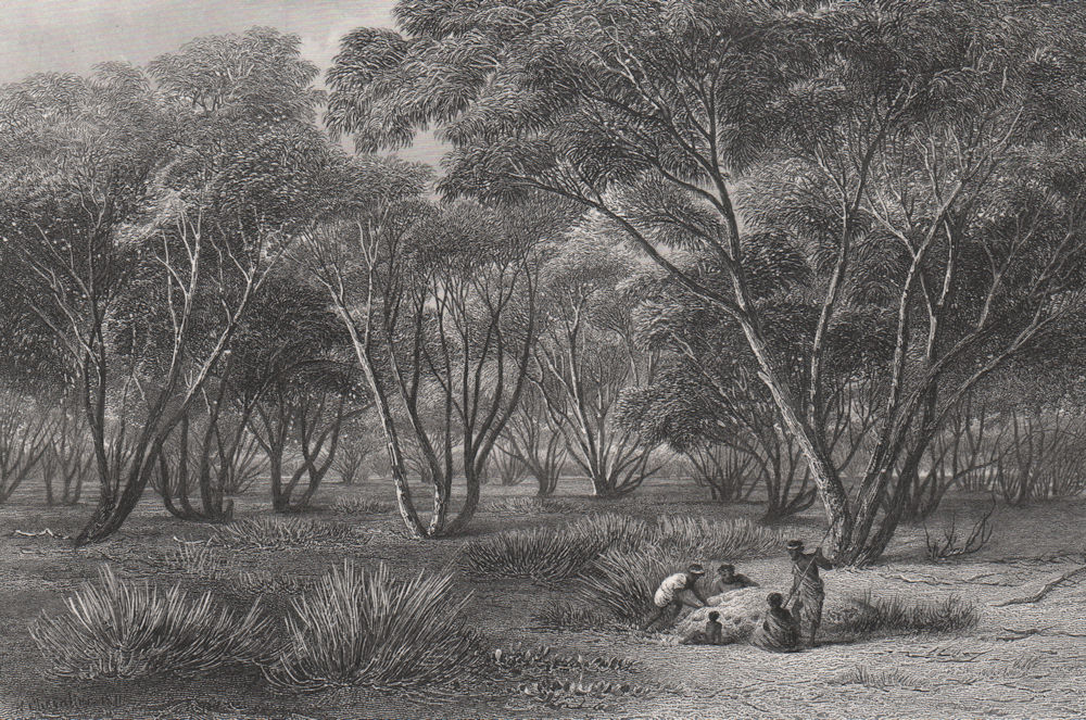 "Mallee Scrub, River Murray", by BOOTH/CHEVALIER. Victoria, Australia c1874