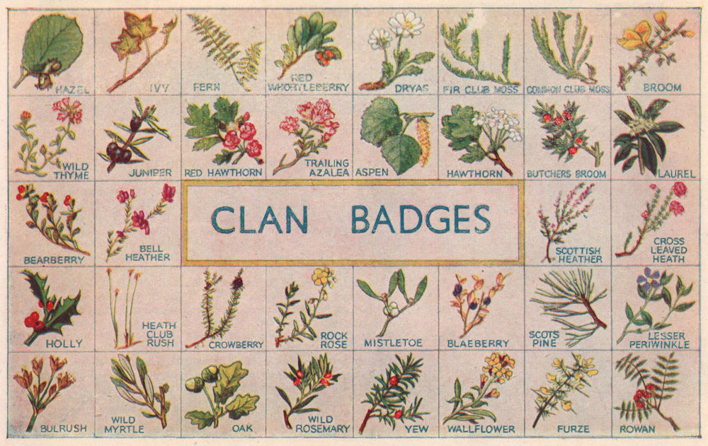 Associate Product Clan Badges. Scotland Scottish clans tartans arms 1957 old vintage print