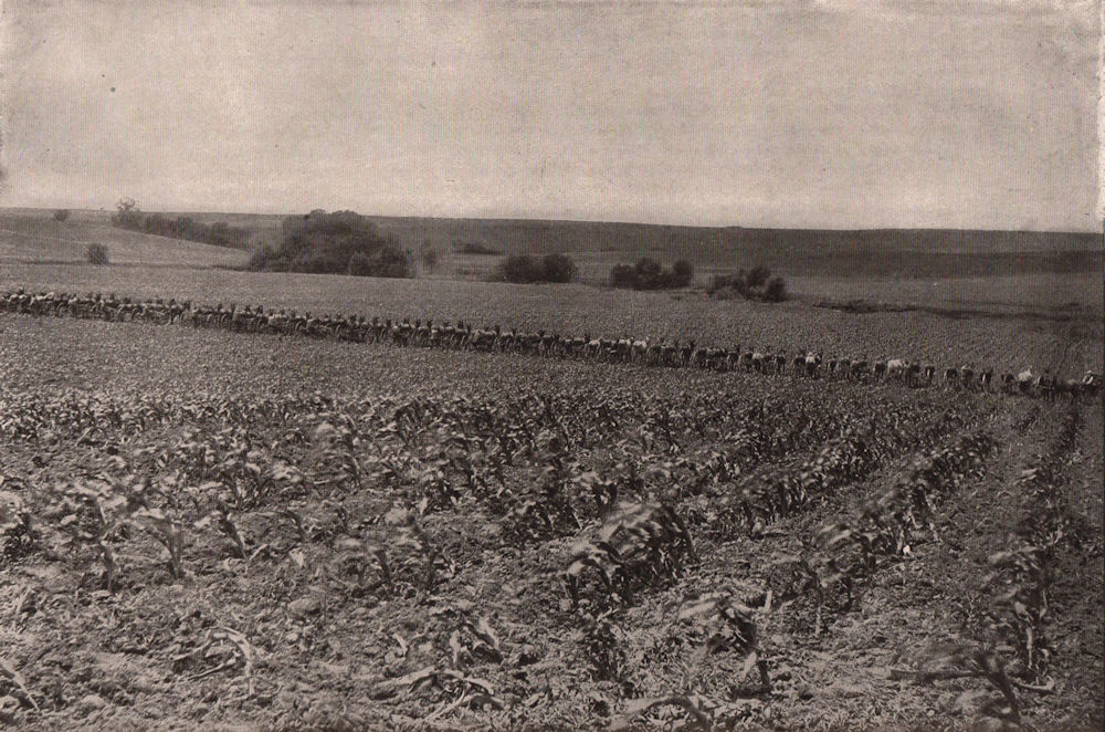 Associate Product Twenty-Four Double-Row Cultivators in Operation. Farming 1903 old print