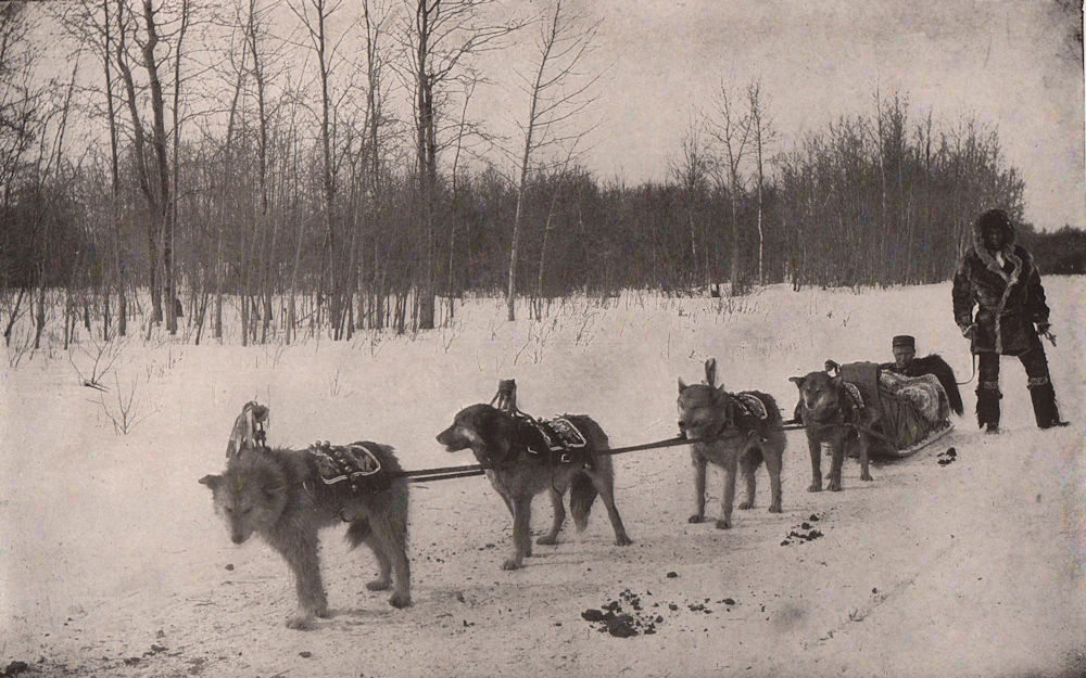 Associate Product A Dog Train in Alaska. Half wolf 1903 old antique vintage print picture