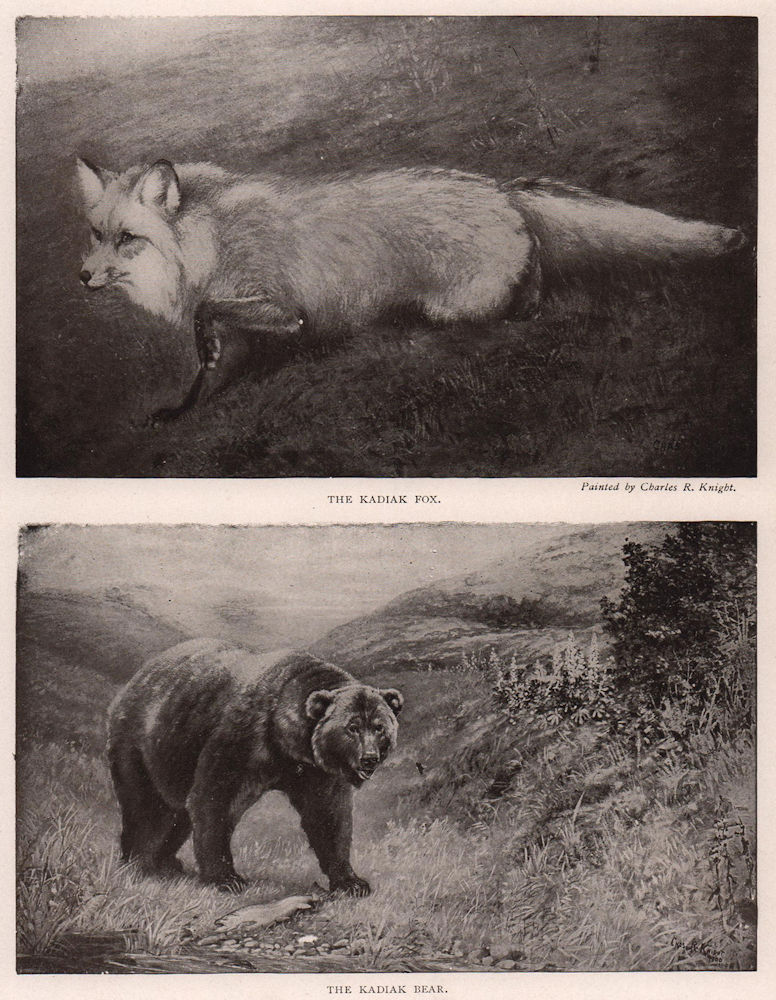 Associate Product Alaskan mammals discovered by Harriman Expedition. Kadiak Fox. Kadiak Bear 1903