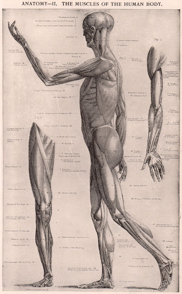 Anatomy-II. The Muscles of the Human Body. Anatomy 1903 old antique print