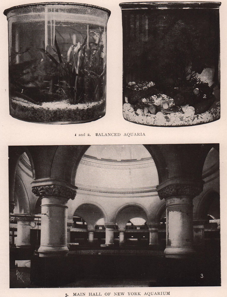 Aquarium: & Balanced Aquaria Main Hall of New York Aquarium. New York 1903