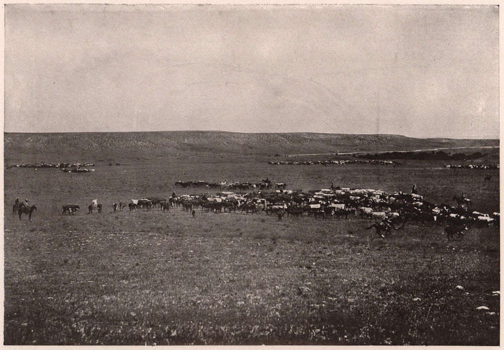 "Rounding Up" Cattle on A Great Western Ranch. US 1903 old antique print