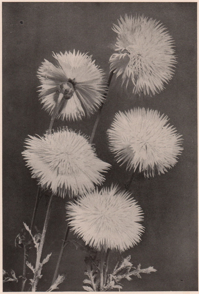 Associate Product Centaurea. Plants 1903 old antique vintage print picture