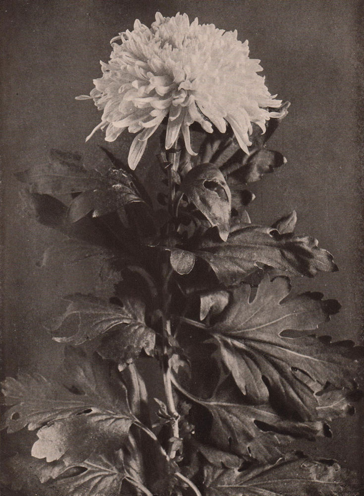 Associate Product Chrysanthemum. Plants 1903 old antique vintage print picture