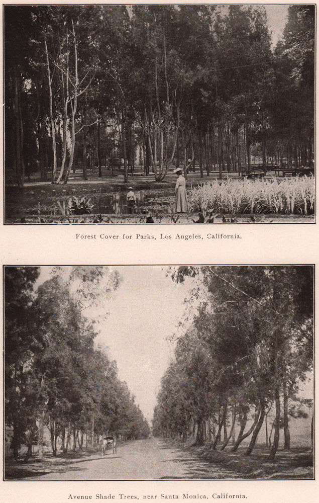 Associate Product Eucalyptus: Los Angeles park, California; Avenue Shade Trees, Santa Monica 1903
