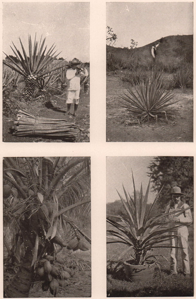 Associate Product Fibre Plants: Sisal, Istle or Tampico & Mauritius Hemp. Coconut Plant 1903