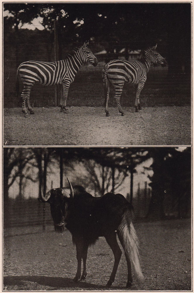 Crawshay's Zebras & White-tailed Gnu, in the New York Zoological Park 1903