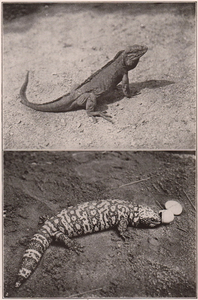Associate Product Rhinoceros Iguana & Gila Monster. New York Zoological Park 1903 old print