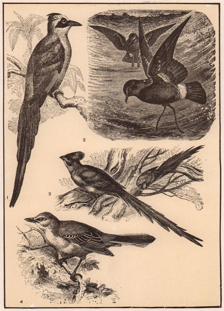 Motmot. Mother Carey's Chicken. Mouse-bird. American Mockingbird. Birds 1903