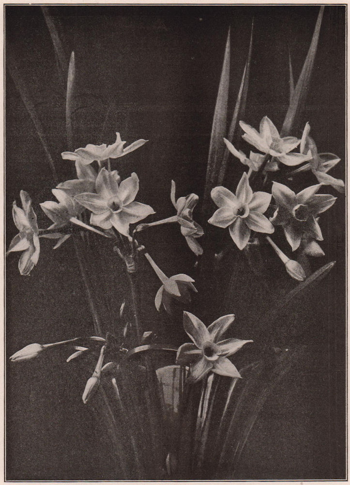 Associate Product Narcissus. Plants 1903 old antique vintage print picture