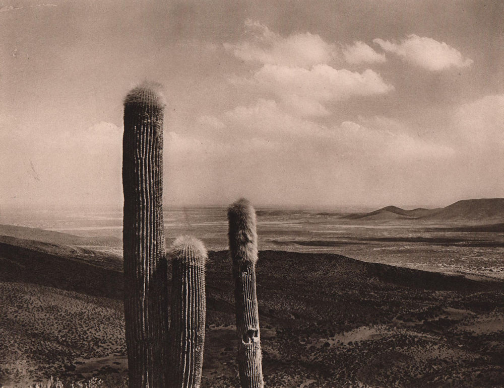 Associate Product The salt plains near Belén in the Province of Carangas. Cactus. Bolivia 1928