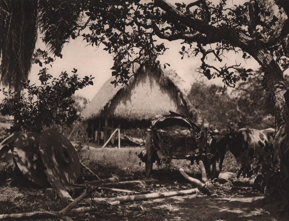 Associate Product Midday rest on a ranch. Mojos pampas, Beni Department. Bolivia 1928 old print