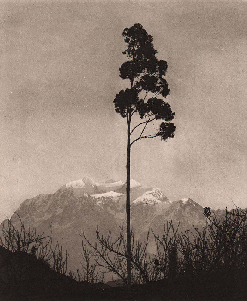 The Illimani and the eucalyptus tree. Bolivia 1928 old vintage print picture