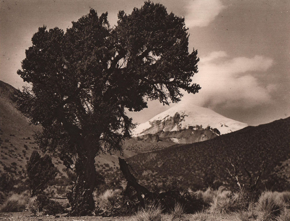 Summit of Sajama volcano. Queñua tree. Bolivia 1928 old vintage print picture