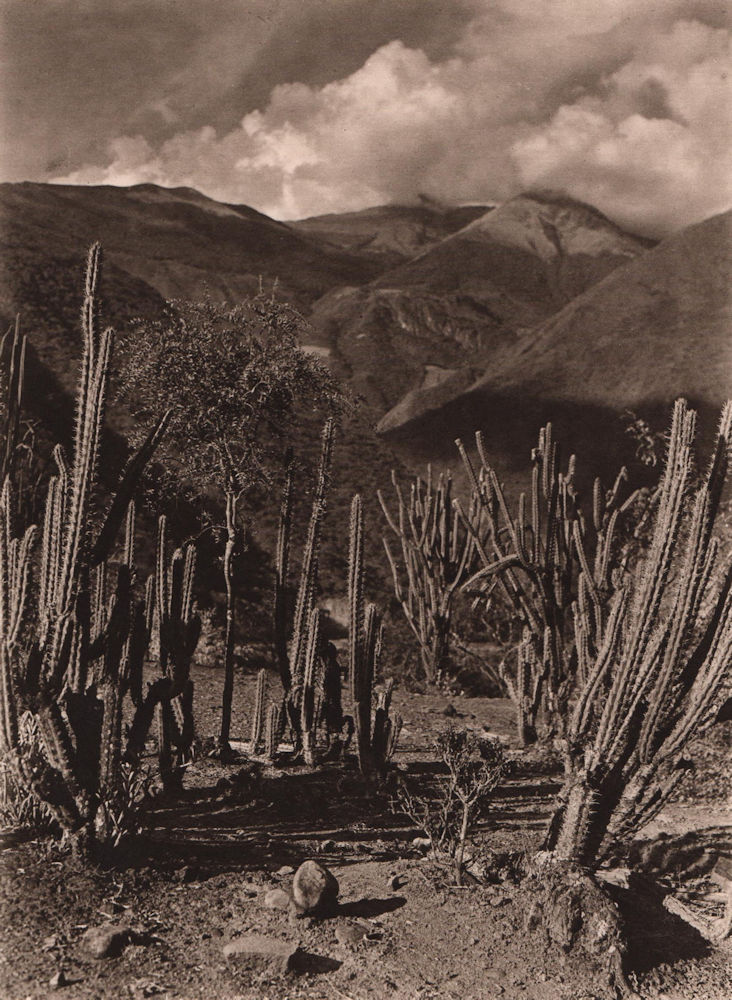 Plazuela, on the River Sacambaya. Bolivia 1928 old vintage print picture