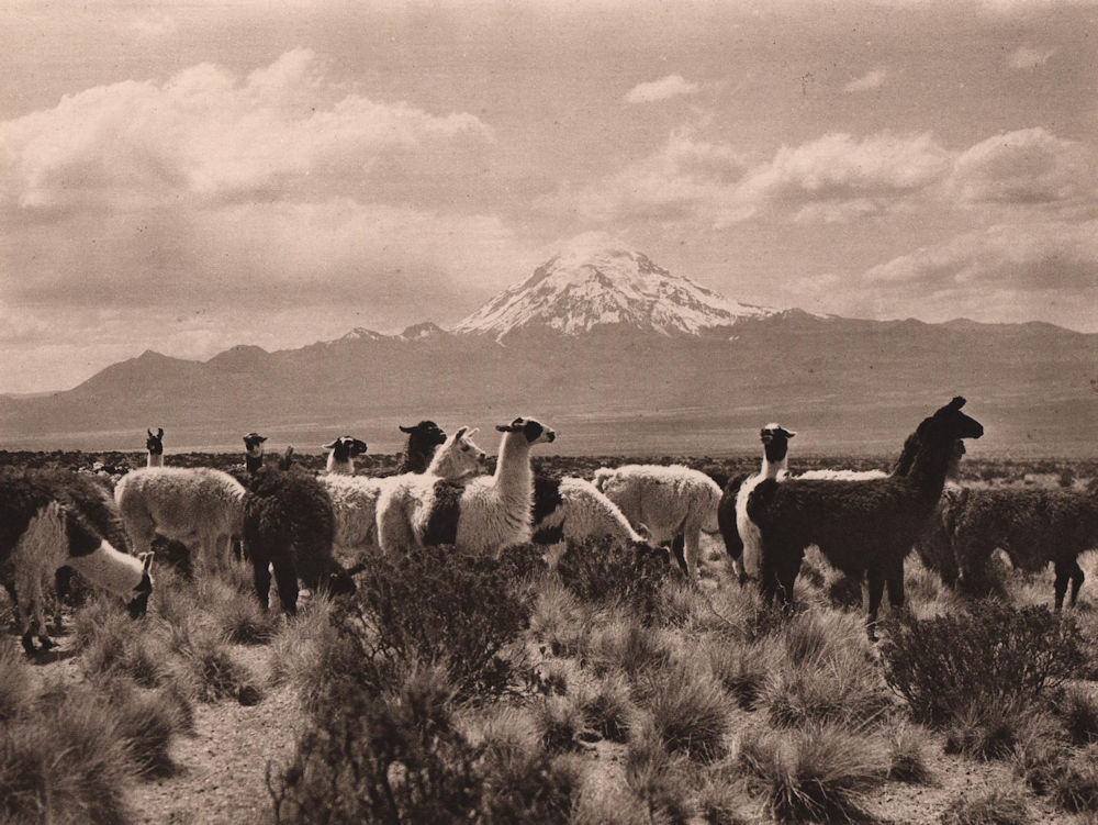 Llamas in the pampa of Sajama. Mount Sajama. Bolivia 1928 old vintage print