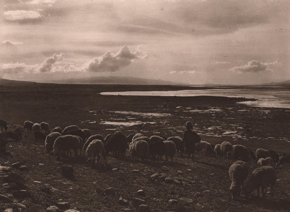 Associate Product Sheep grazing on the shores of Lake Titicaca. Bolivia 1928 old vintage print