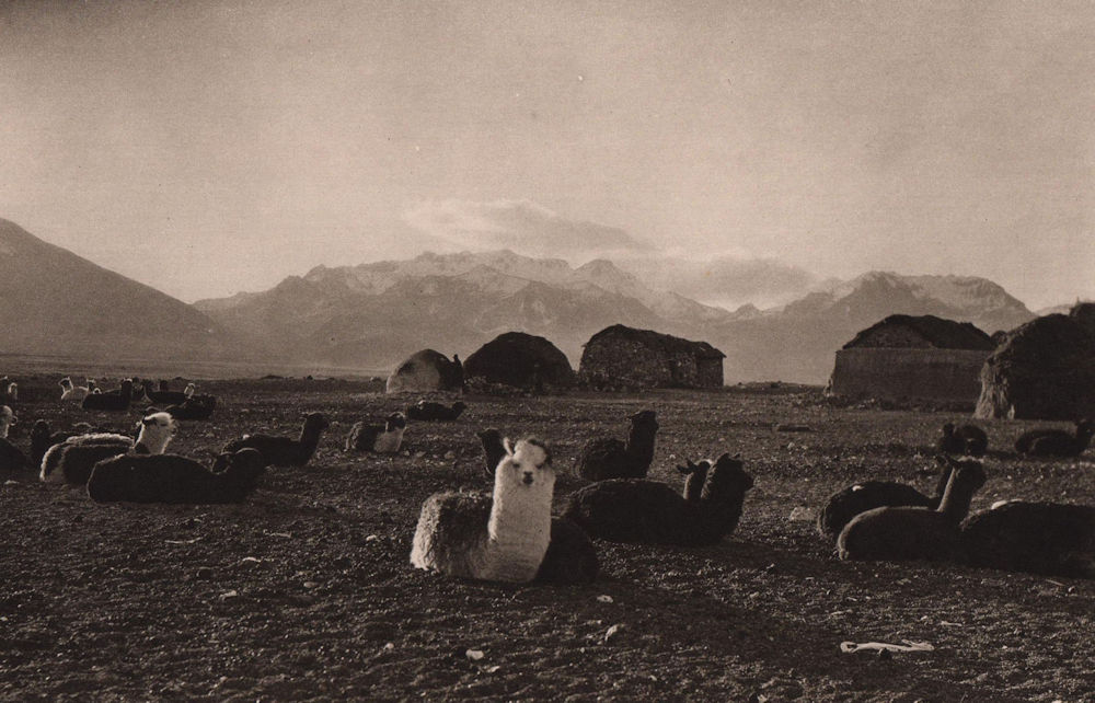 An alpaca herd at Sajama. Bolivia 1928 old vintage print picture