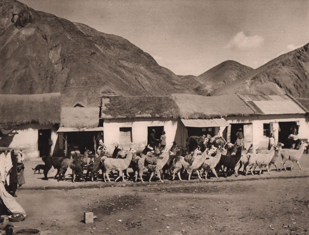 A llama herd at Atocha. Bolivia 1928 old vintage print picture