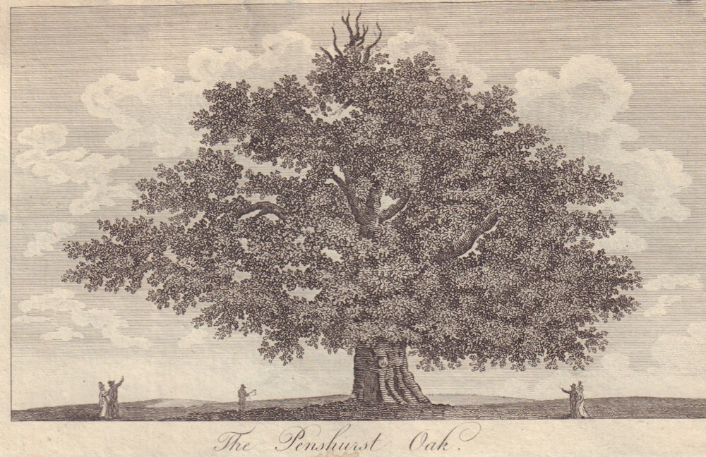 View of Sidney or Bear Oak. 1,000 years old; expired 2016. Penshurst, Kent 1794