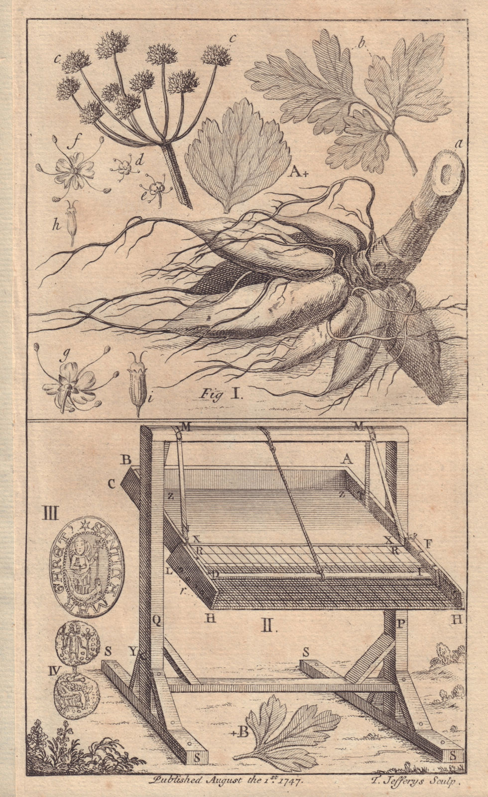 Hemlock Water dropwort root, Oenanthe Crocata. Corn winnowing machine 1747