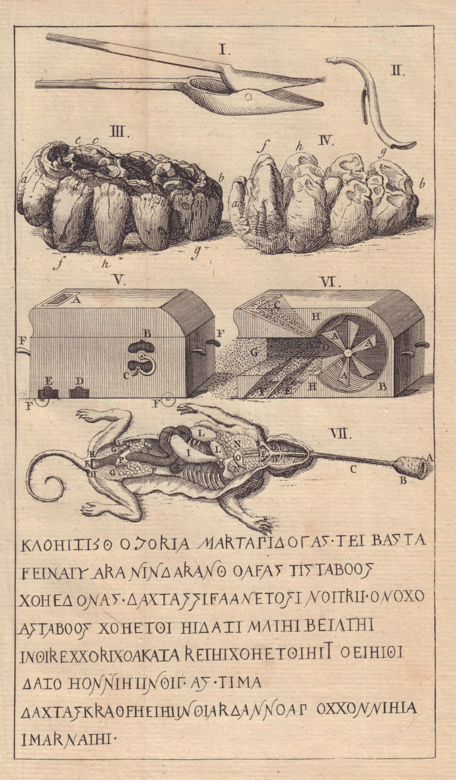 Drenching-spoon. Fossil Tooth. Silesian corn fan. Chameleon Messapian Oelic 1747