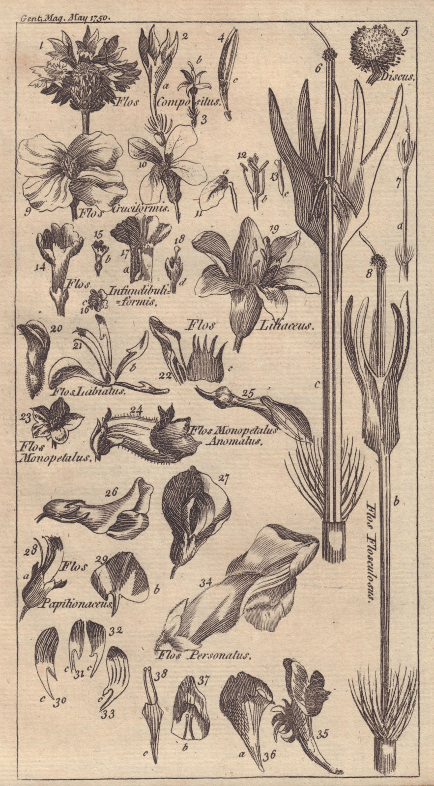 Associate Product Thirty four Figures of Flowers, explanatory of the scientific names thereof 1750
