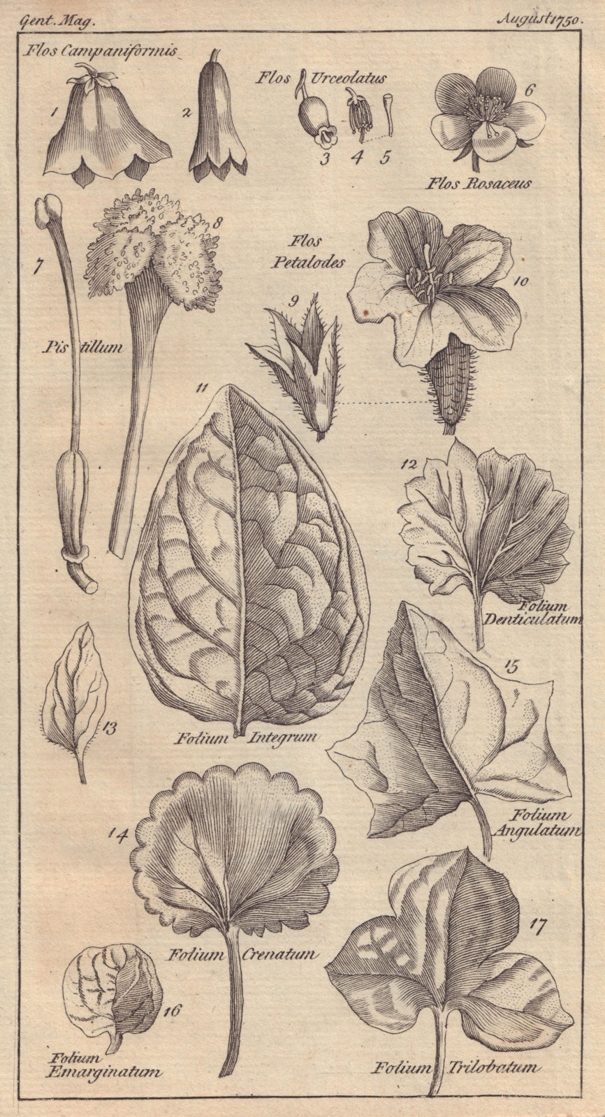 Associate Product 17 Figures of Flowers & Leaves explanatory of the scientific names thereof 1750